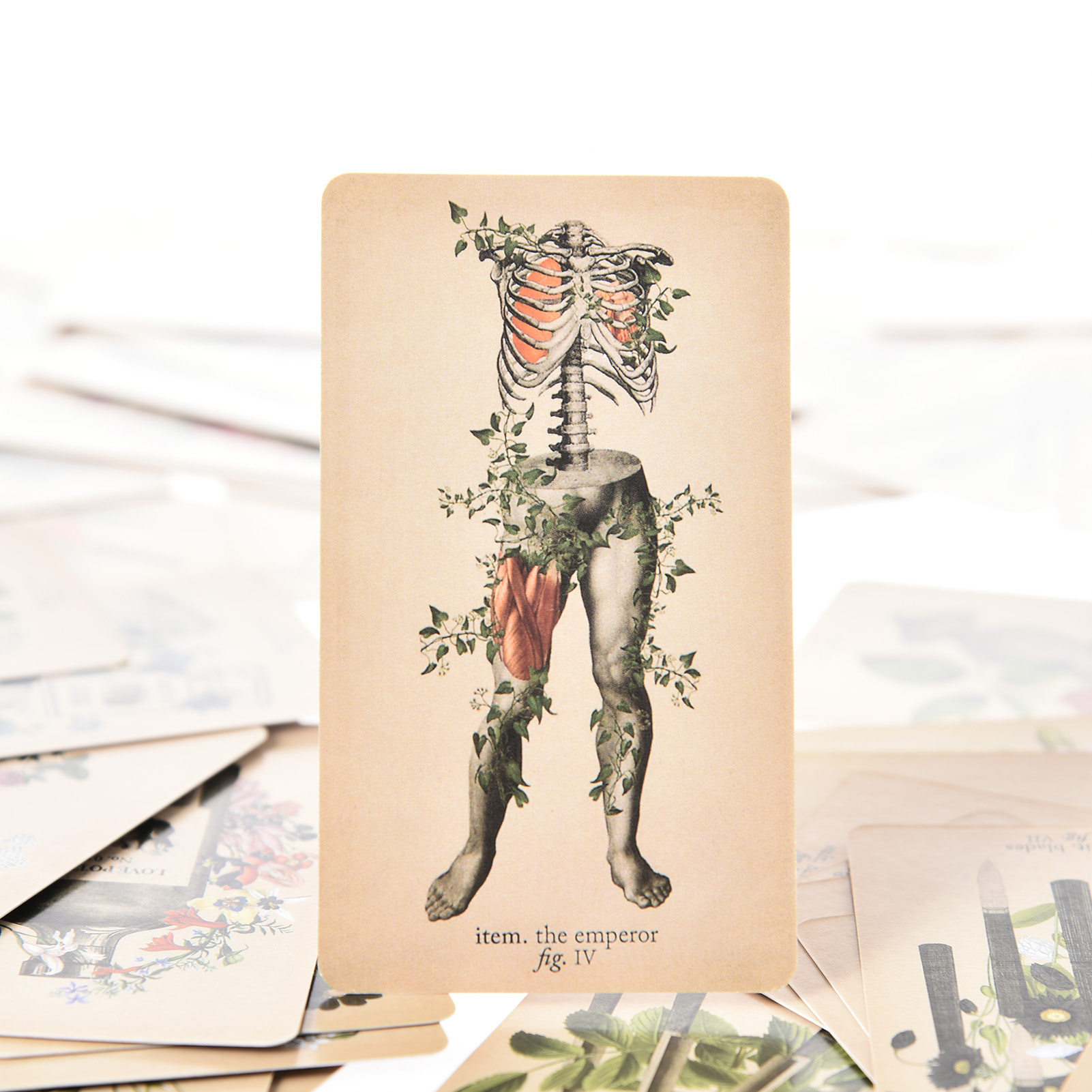 Antik Anatomi Tarot Kartları İ - Tarot Cards Deck With Guidebook incelemesi ve fiyatı